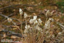   Infrutescences:   Centrolepis strigosa ; Photo by South Australian Seed Conservation Centre, used with permission
